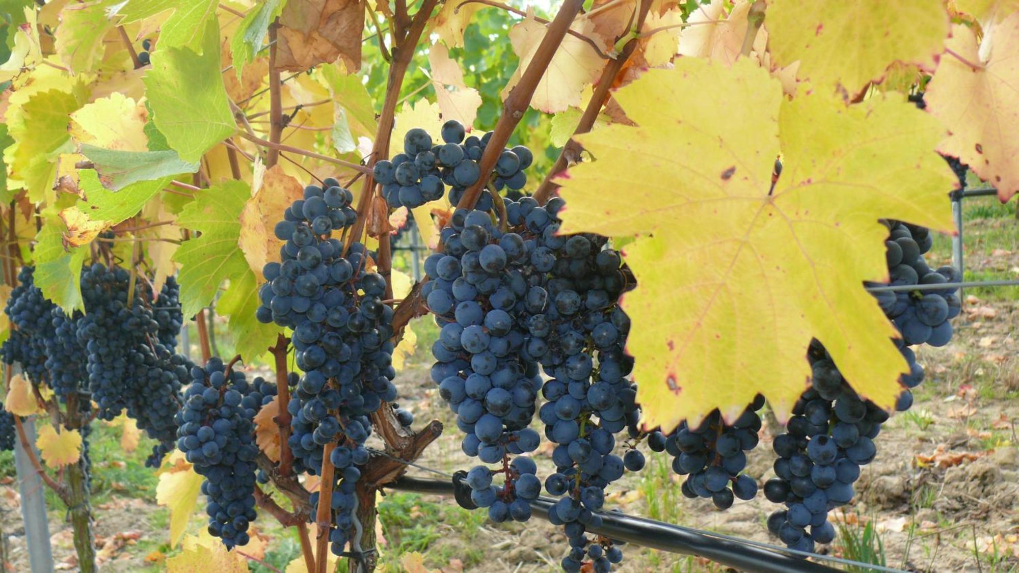 נורדהיים Weingut Herbert Kram מראה חיצוני תמונה